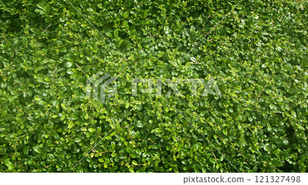 Green leaves background design Green leaves background design 121327498