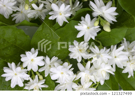 White jasmine flowers bloom naturally. White jasmine flowers bloom naturally. 121327499