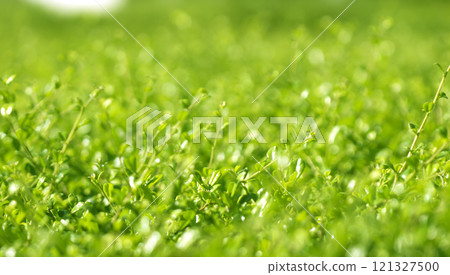 Natural green leaf bokeh background 121327500