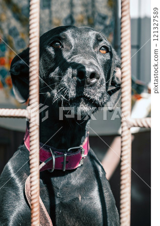 Dog in animal shelter waiting for adoption. Portrait of homeless dog in animal shelter cage. 121327589