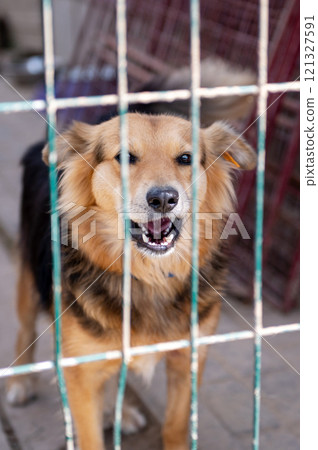 Dog in animal shelter waiting for adoption. Portrait of homeless dog in animal shelter cage. 121327591