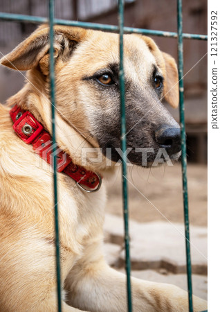 Dog in animal shelter waiting for adoption. Portrait of homeless dog in animal shelter cage. Dog in animal shelter waiting for adoption. Portrait of homeless dog in animal shelter cage. 121327592