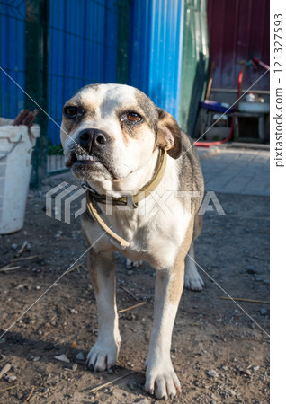 Dog in animal shelter waiting for adoption. Portrait of homeless dog in animal shelter cage. Dog in animal shelter waiting for adoption. Portrait of homeless dog in animal shelter cage. 121327593