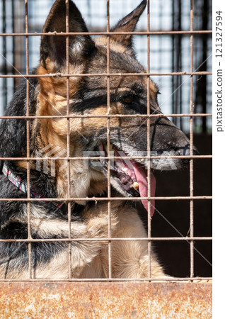 Dog in animal shelter waiting for adoption. Portrait of homeless dog in animal shelter cage. Dog in animal shelter waiting for adoption. Portrait of homeless dog in animal shelter cage. 121327594