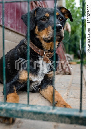 Dog in animal shelter waiting for adoption. Portrait of homeless dog in animal shelter cage. Dog in animal shelter waiting for adoption. Portrait of homeless dog in animal shelter cage. 121327601