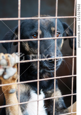 Dog in animal shelter waiting for adoption. Portrait of homeless dog in animal shelter cage. 121327602