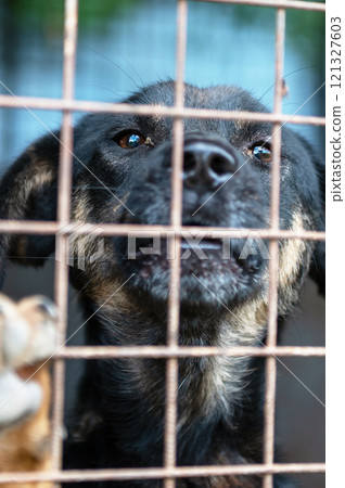Dog in animal shelter waiting for adoption. Portrait of homeless dog in animal shelter cage. 121327603
