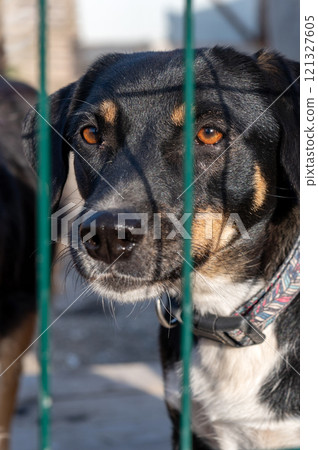 Dog in animal shelter waiting for adoption. Portrait of homeless dog in animal shelter cage. 121327605