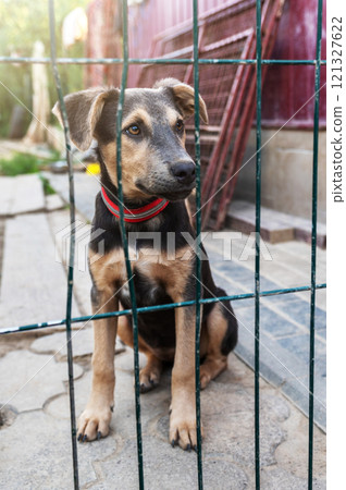 Dog in animal shelter waiting for adoption. Portrait of homeless dog in animal shelter cage. 121327622