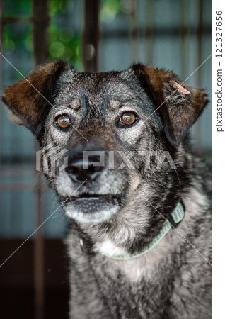 Dog in animal shelter waiting for adoption. Portrait of homeless dog in animal shelter cage. 121327656