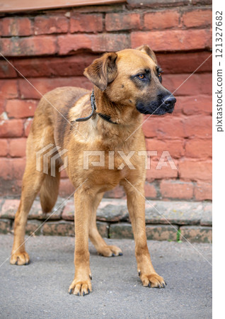 Dog in animal shelter waiting for adoption. Portrait of homeless dog in animal shelter cage. Dog in animal shelter waiting for adoption. Portrait of homeless dog in animal shelter cage. 121327682