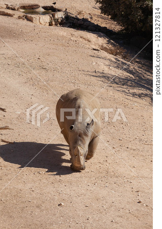 A huge alpha male baboon monkey rests by the river bank A huge alpha male baboon monkey rests by the river bank 121327814