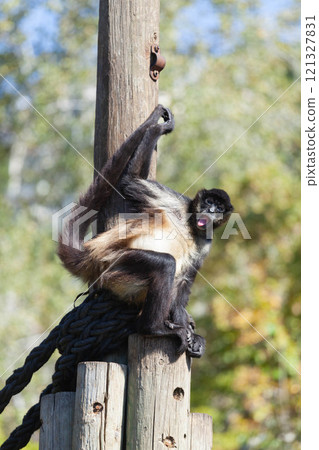 A huge alpha male baboon monkey rests by the river bank 121327831