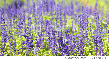 Lavender purple flower 121328331