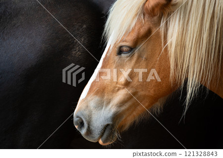 Light and Dark Horse Light and Dark Horse 121328843