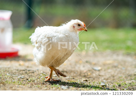 Hen feed on traditional rural barnyard. Close up of chicken standing on barn yard with green grass. Free range poultry farming concept. Hen feed on traditional rural barnyard. Close up of chicken standing on barn yard with green grass. Free range poultry farming concept. 121330209
