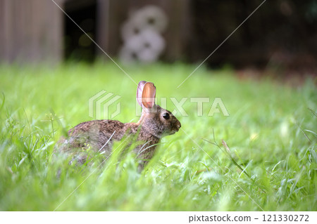 Grey small hare eating grass on summer field. Wild rabbit in nature Grey small hare eating grass on summer field. Wild rabbit in nature 121330272