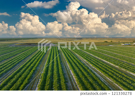 Green agricultural field with growing crops in summer season. Farming and agriculture industry 121330278