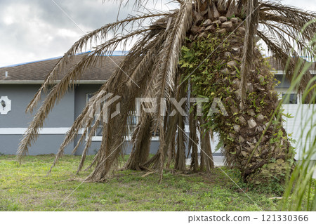 Dry dead palm tree on Florida home backyard 121330366