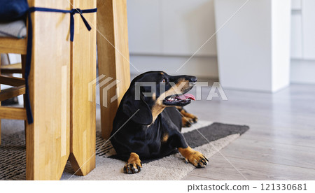 Black dachshund resting on rug in bright kitchen, surrounded by wooden furniture. Dog appears relaxed and content, showcasing homey atmosphere 121330681