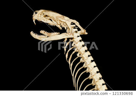 Close up big snake bone on dry stick 121330698