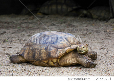 Close up head Sulcata tortoise in the garden at thailand Close up head Sulcata tortoise in the garden at thailand 121330701
