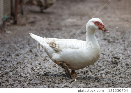 The white Muscovy Duck is stay in nature garden The white Muscovy Duck is stay in nature garden 121330704
