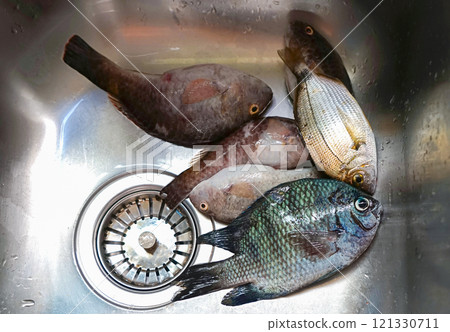 Assortment of raw fish with varying textures and colors arranged in a stainless steel sink, ready for cleaning and preparation in a kitchen setting Assortment of raw fish with varying textures and colors arranged in a stainless steel sink, ready for cleaning and preparation in a kitchen setting 121330711