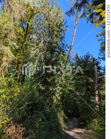 Forest and trees overgrown with Hedera ivy on the west coast of the United States in Oregon Forest and trees overgrown with Hedera ivy on the west coast of the United States in Oregon 121331435