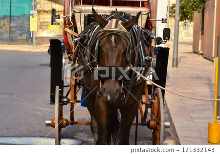 Traditional Horse Drawn Karrozzin on the street city of Valletta Malta  121332143