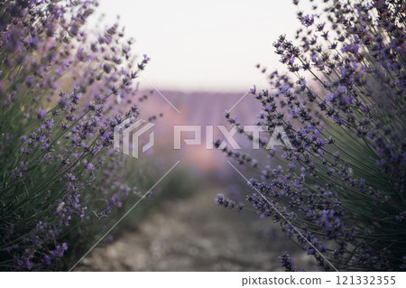 Blooming lavender field. Beautiful purple flowers. Regional organic cultivation. 121332355