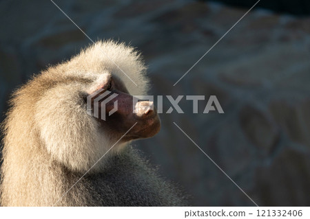 Baboon Portrait Zoo Animal Close-up 121332406