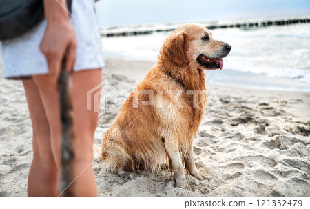 Adorable Golden Retriever Dog Plays With A Stick On A Sandy Beach With Its Owner 121332479