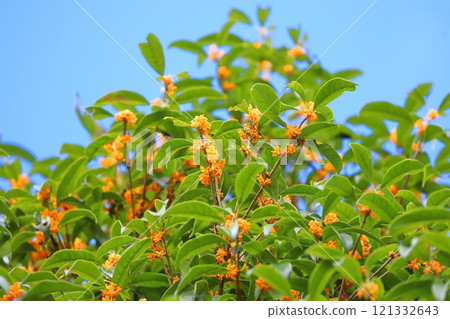 橘色桂花 橘色桂花 121332643
