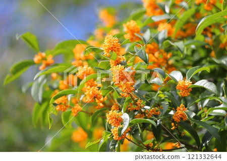 橘色桂花 121332644