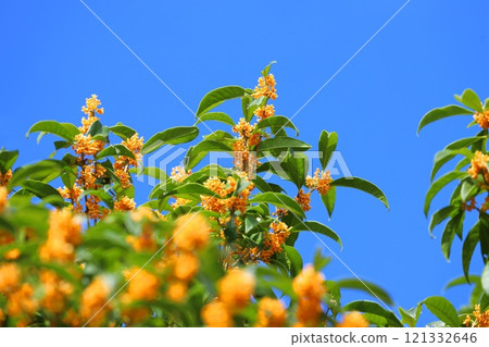 Orange Osmanthus flower Orange Osmanthus flower 121332646