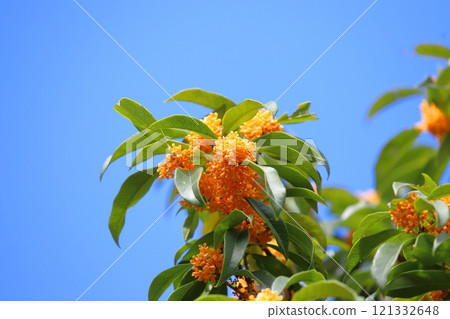 Orange Osmanthus flower Orange Osmanthus flower 121332648