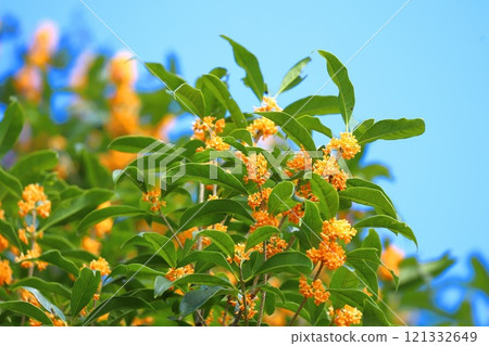 Orange Osmanthus flower Orange Osmanthus flower 121332649