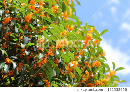 橘色桂花 橘色桂花 121332656