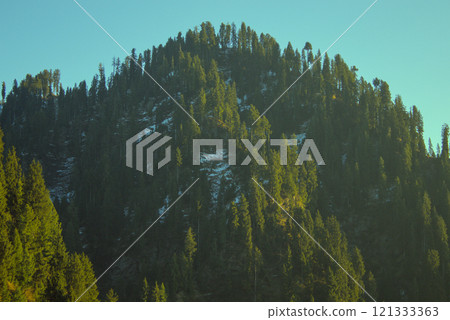 Snow-Dusted Fir Tree Forest on a Mountain Slope, Day Sunlight in Malam Jabba, Pakistan Snow-Dusted Fir Tree Forest on a Mountain Slope, Day Sunlight in Malam Jabba, Pakistan 121333363