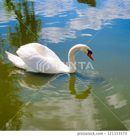 Portrait of a white swan swimming on a lake. 121333573