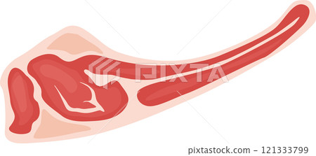 Raw lamb flap meat showcasing visible fat and muscle, isolated on a clean white background, highlighting its rich protein content and nutritional value for culinary preparations 121333799