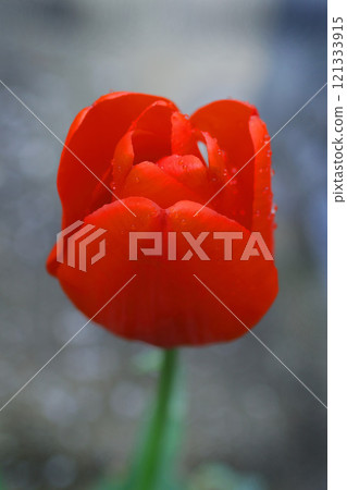 紅色鬱金香 紅色鬱金香 121333915