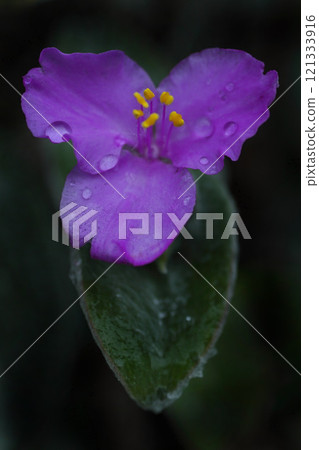 Tradescantia siramontana flowers wet with rain Tradescantia siramontana flowers wet with rain 121333916