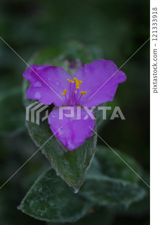 Tradescantia siramontana flowers wet with rain Tradescantia siramontana flowers wet with rain 121333918