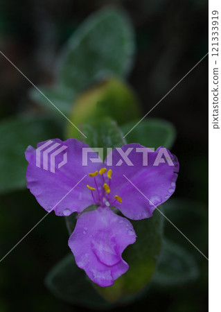 Tradescantia siramontana flowers wet with rain Tradescantia siramontana flowers wet with rain 121333919