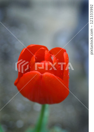 Red tulip Red tulip 121333992