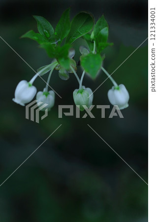 白色開花的花花 白色開花的花花 121334001