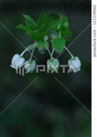 白色開花的花花 121334002