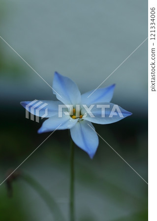 藍色Hananyla花 藍色Hananyla花 121334006